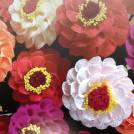 6. vseslovenska razstava rož iz papirja Vranske rož'ce