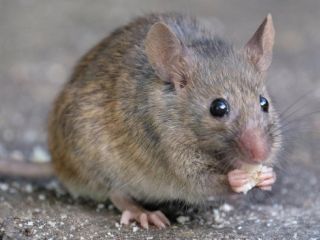 Porast primerov mišje mrzlice